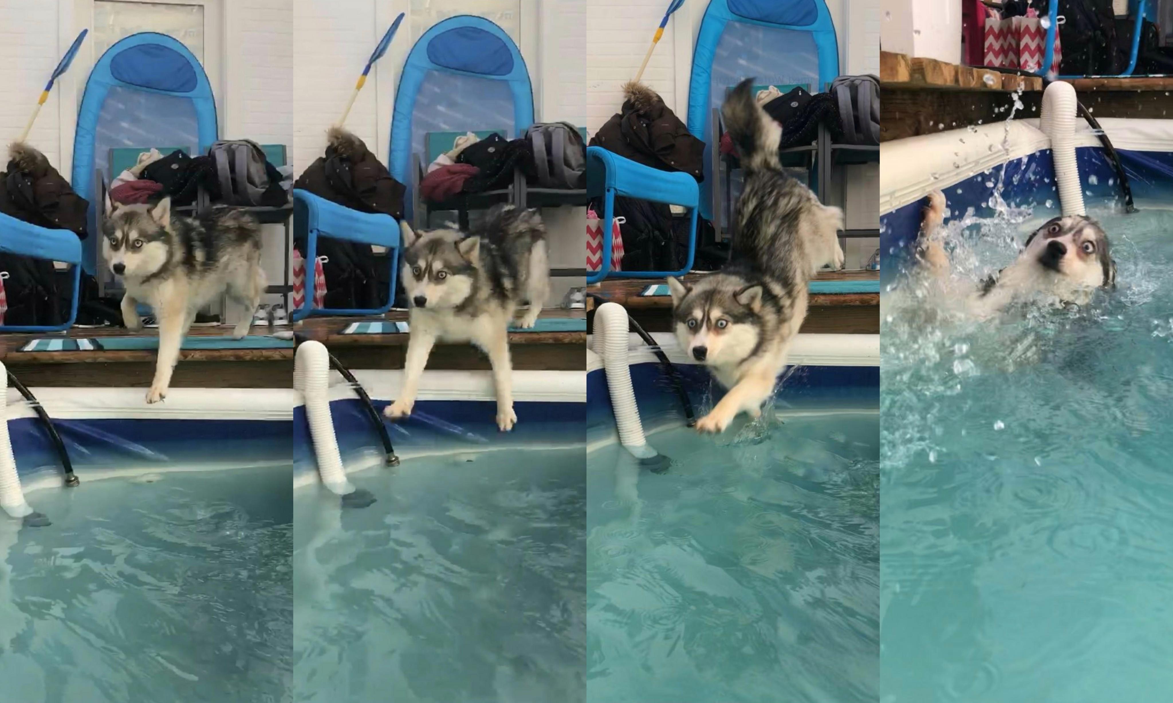 Husky cae a la piscina