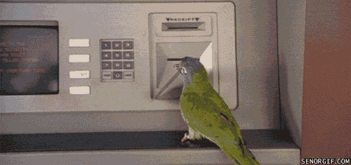 Pájaro ladrón billetes tarjeta de crédito cajero gif